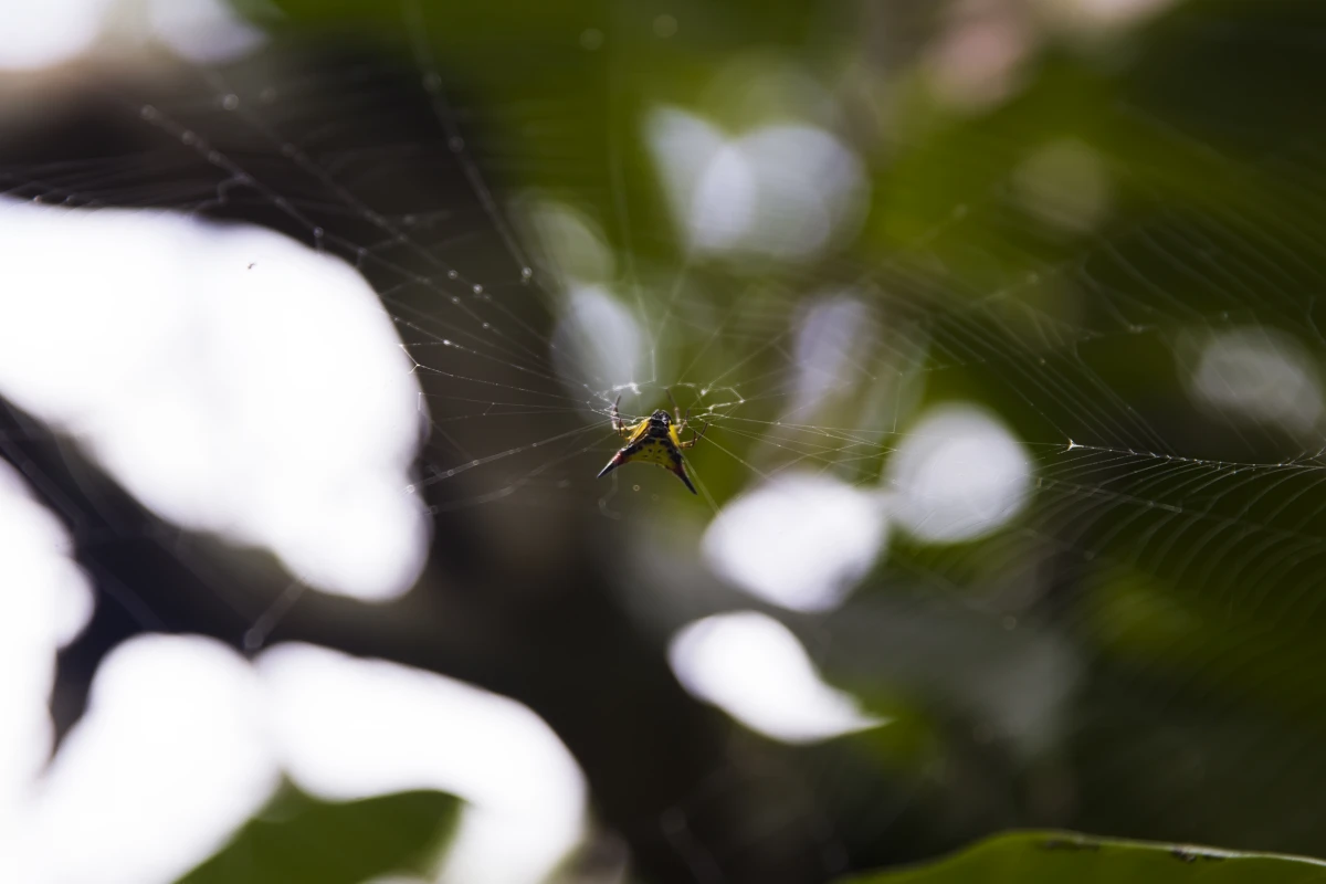 Les enjeux juridiques de la conservation des forêts tropicales