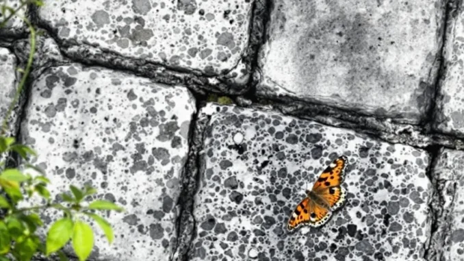 protection-du-patrim